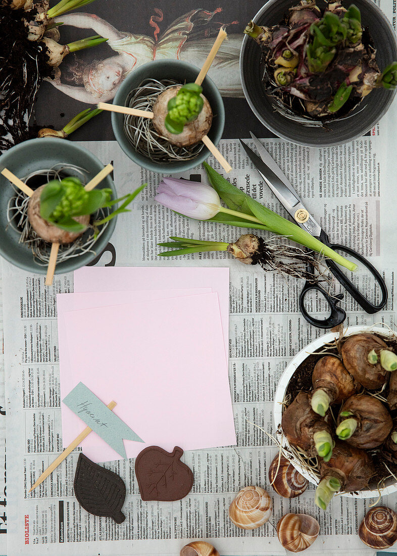 Hyacinth bulbs with wooden skewers in plant pots
