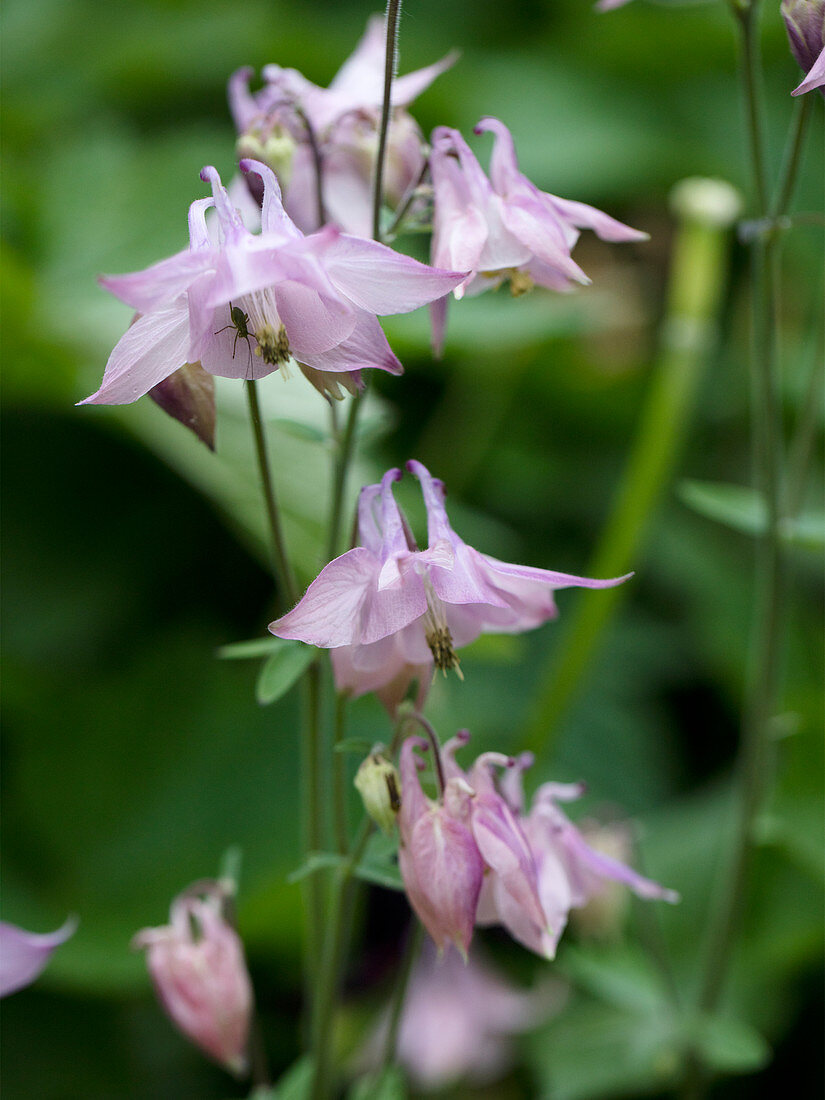 Pink Columbine