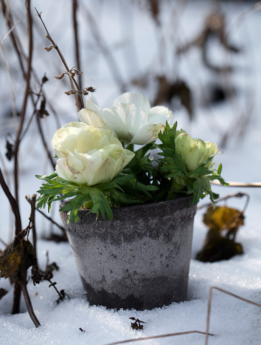 Clay pot with white anemones in the snow