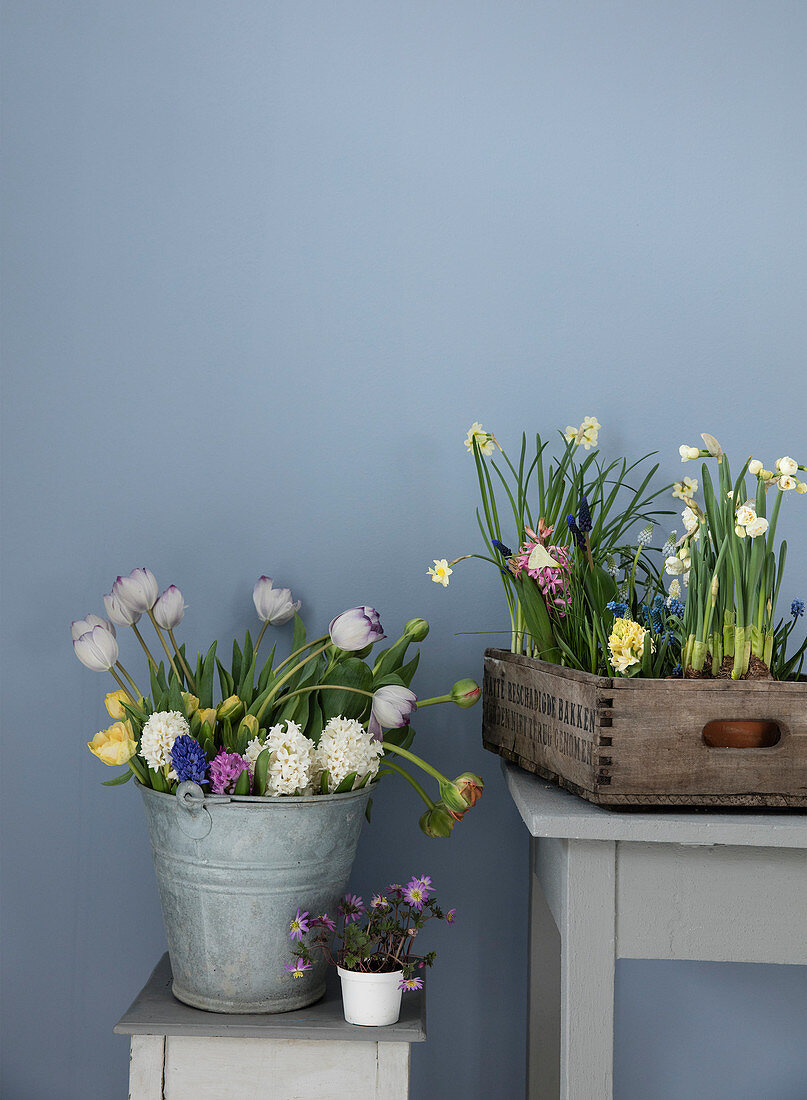 Metalleimer und Holzkiste mit Frühlingsblumen vor grauer Wand