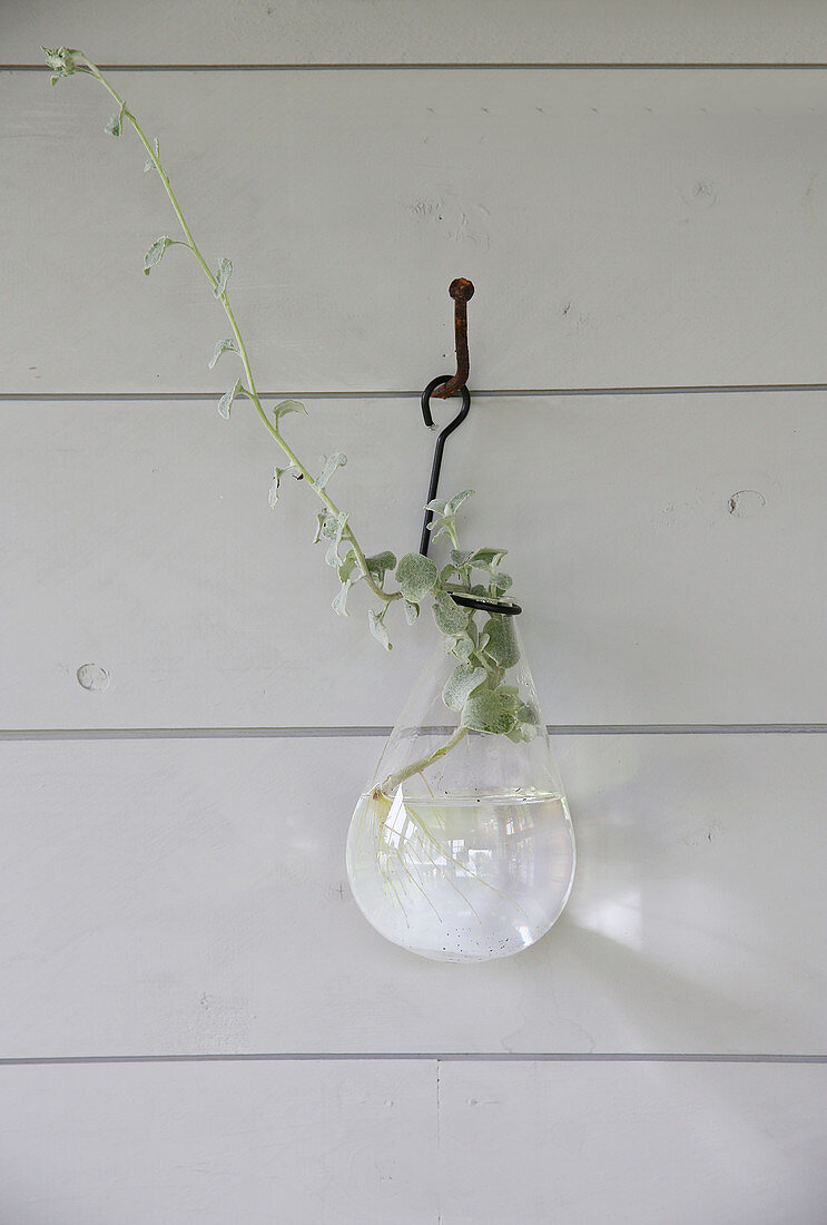 A cutting in a glass vase hanging on the wall