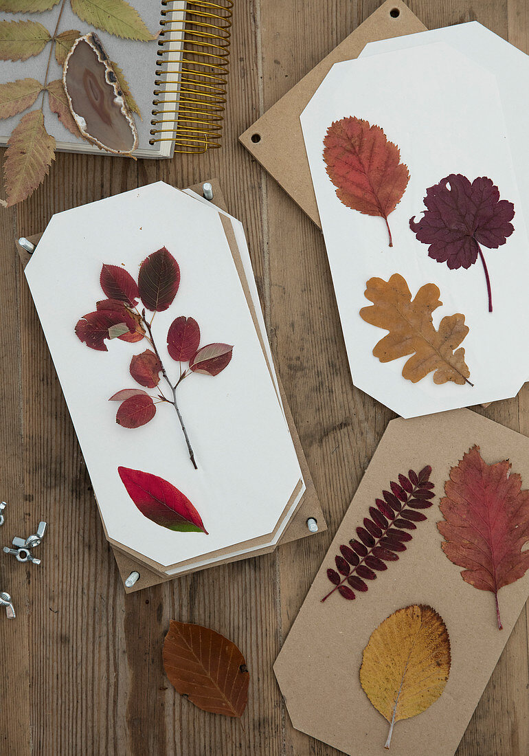 Pressed leaves on white paper and cardboard