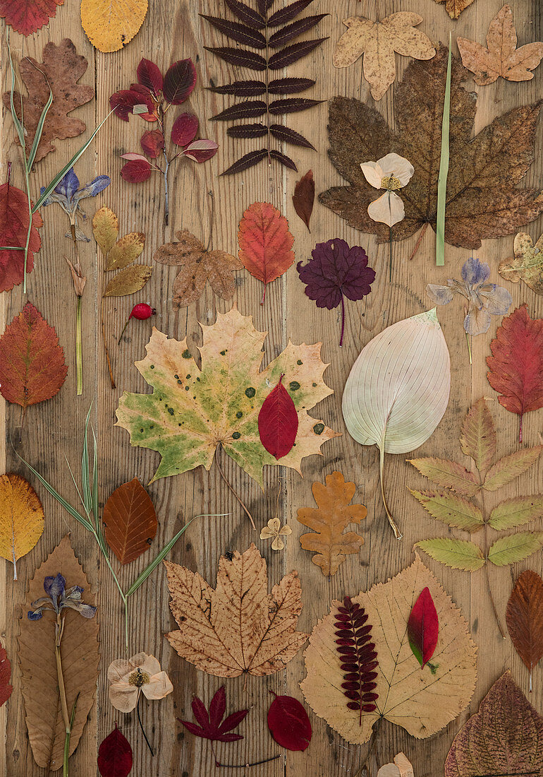 Bunte Herbstblätter auf Holzuntergrund