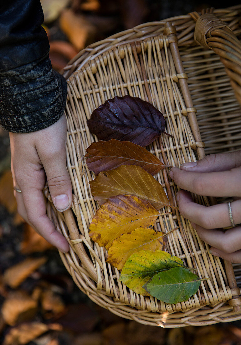 Hand sortiert Herbstblätter auf Korb