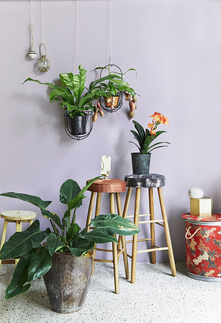 Arrangement of house plants in hanging baskets and on stools