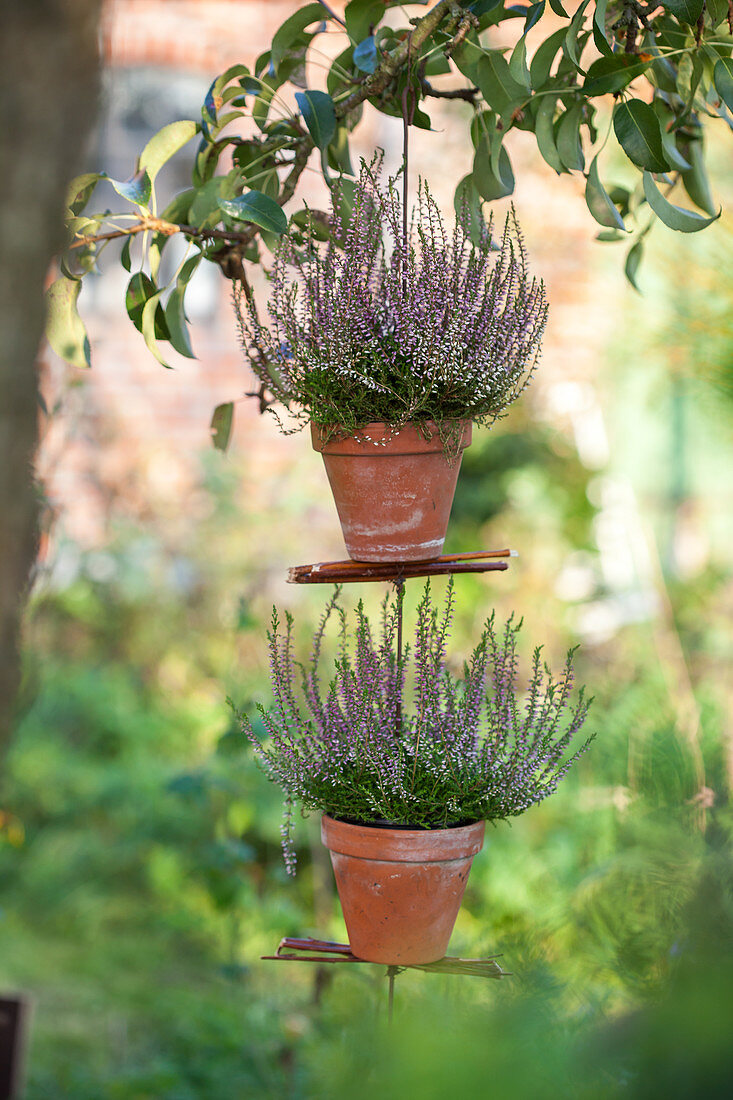 Erica heather in terracotta pots hanging from the tree