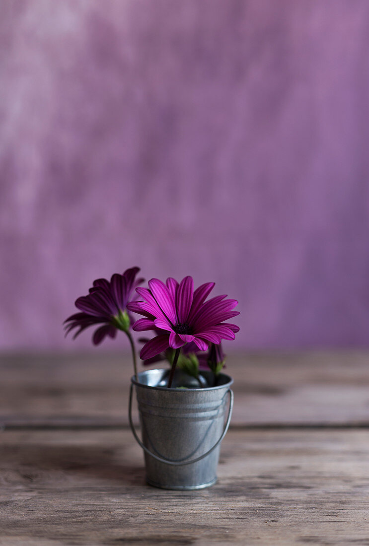 Tiny metal bucket with bright purple flowers placed on lumber tabletop