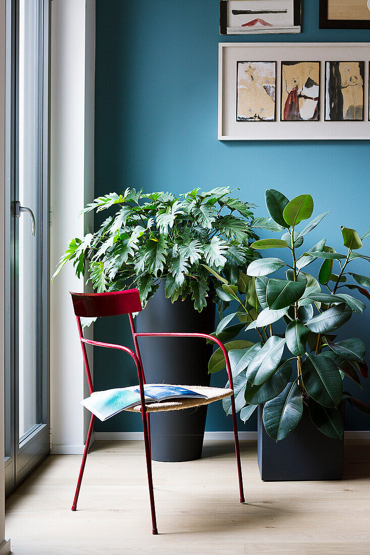 Red chair, philodendron and rubber plant in front of blue wall