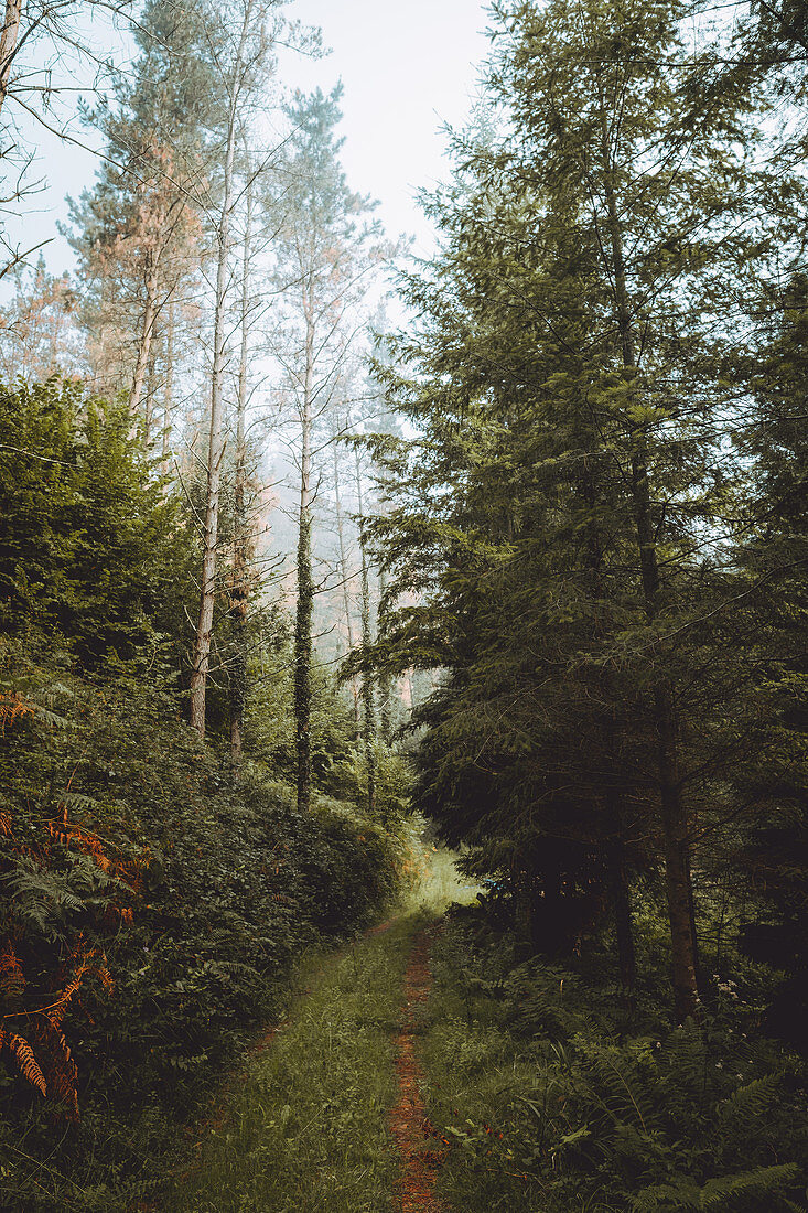 Schmaler Wanderweg durch den herbstlichen Wald