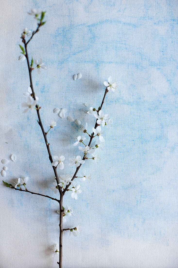 Branch of white cherry blossom