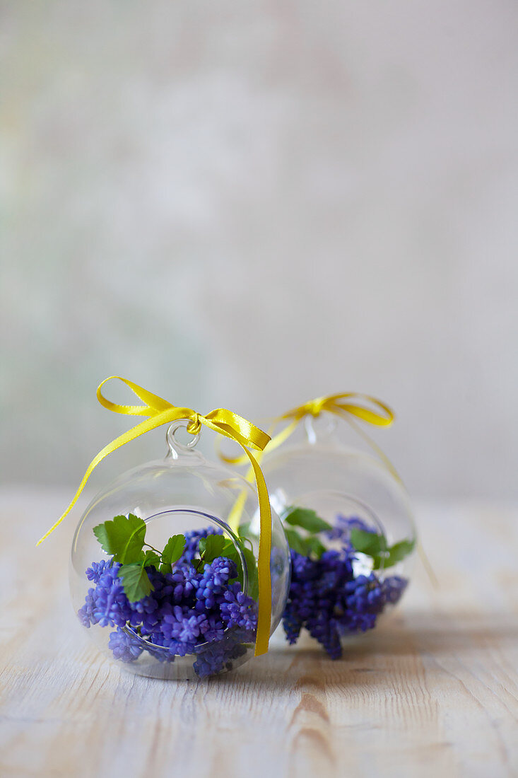 Grape hyacinths in glass spheres