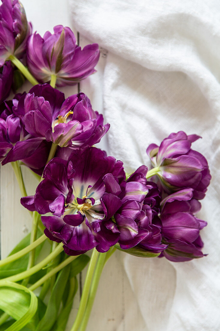 'Purple peony' tulips