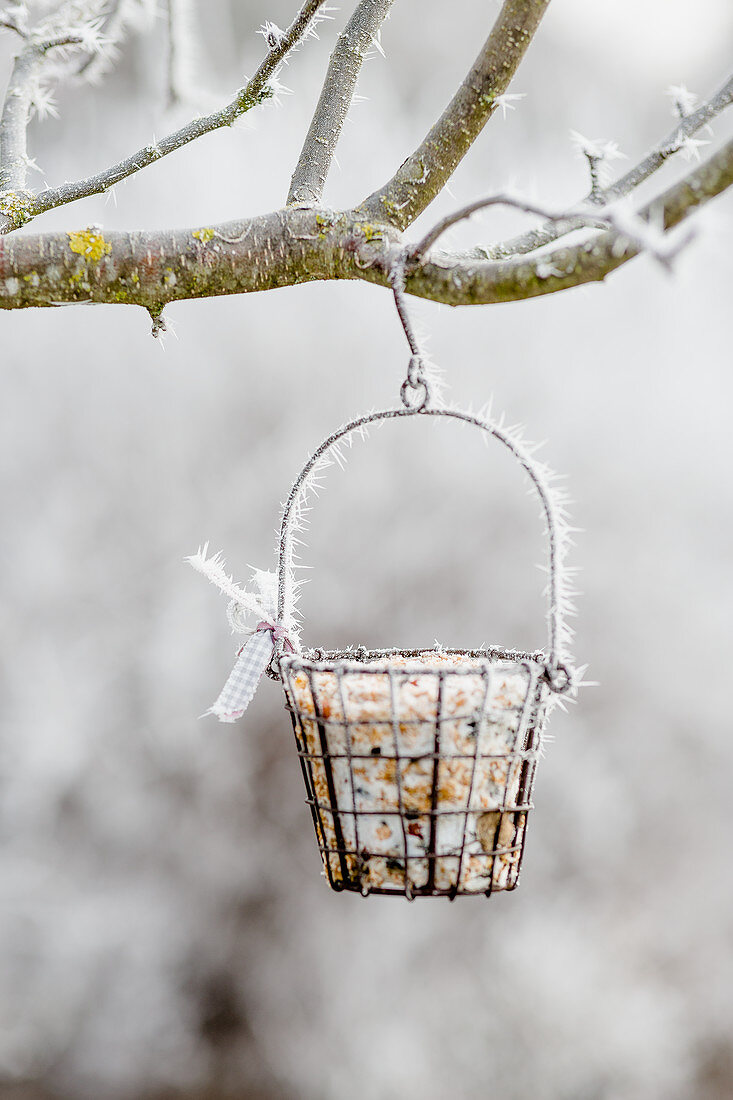 Hoarfrost in garden and basket of bird food hanging from tree