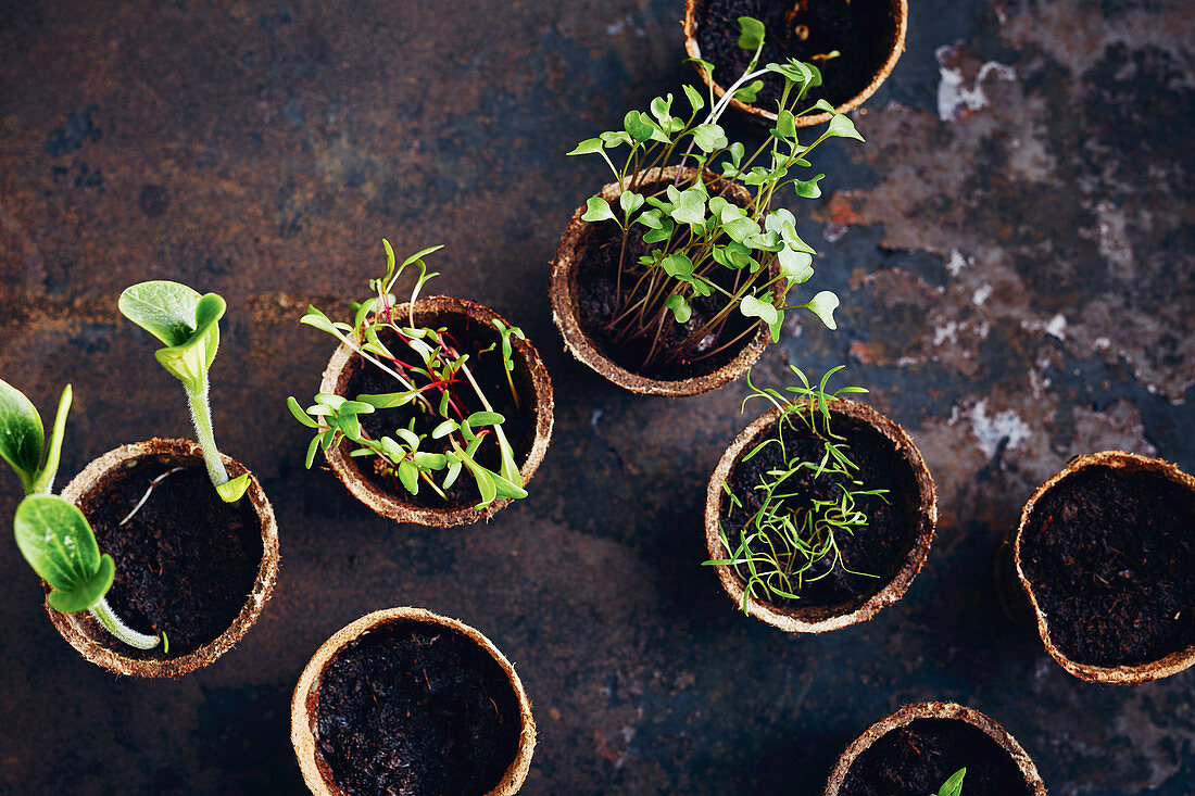 Herb and vegetable seedlings