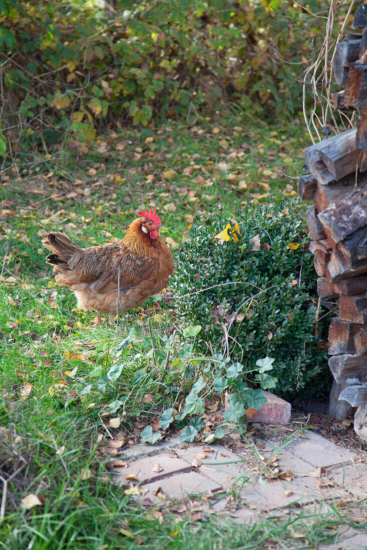 Italiener-Huhn im Garten
