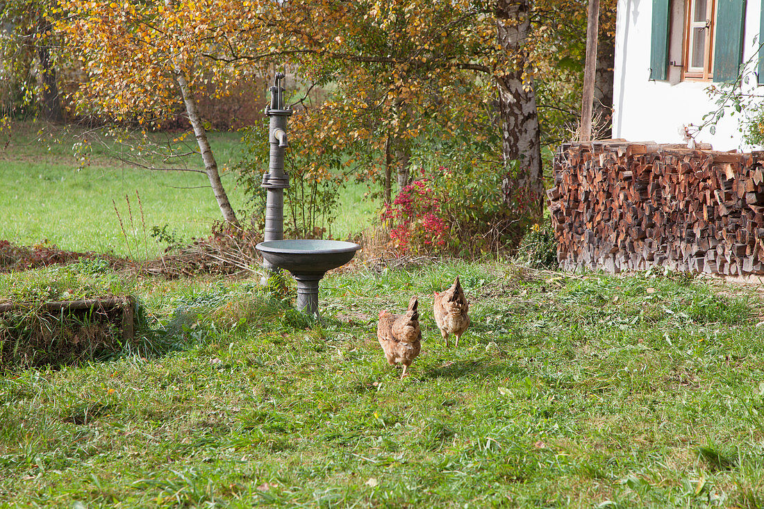 Hühner im herbstlichen Garten