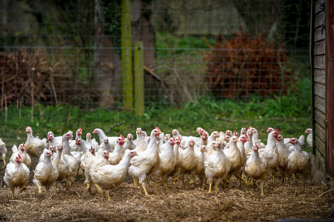 Freilaufende Hühner auf dem Bauernhof