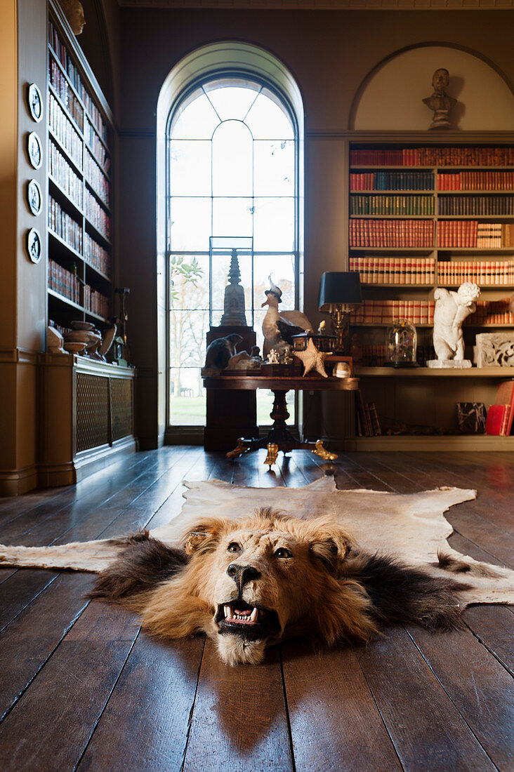 Lion head rug on wooden floor of library with full height, arch-topped window