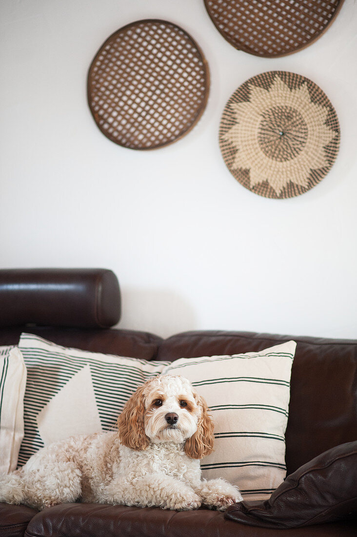 Dog on brown leather sofa with scatter cushions