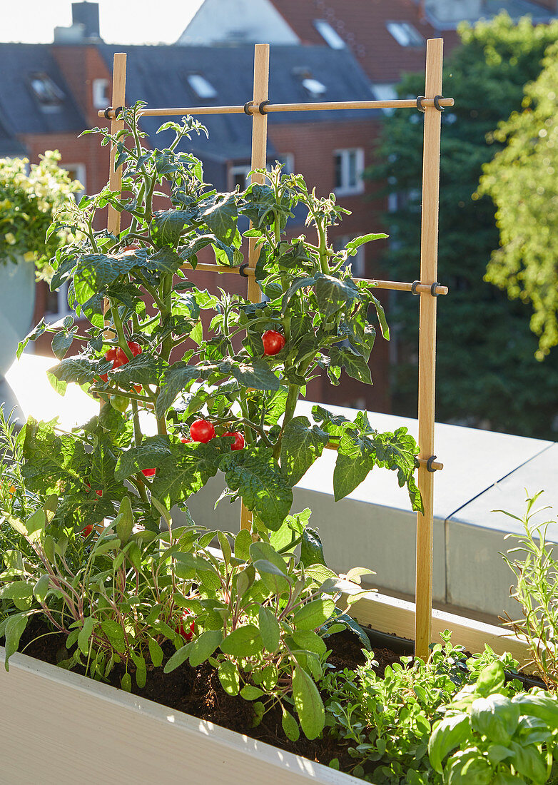 Tomatoes in planter on balcony