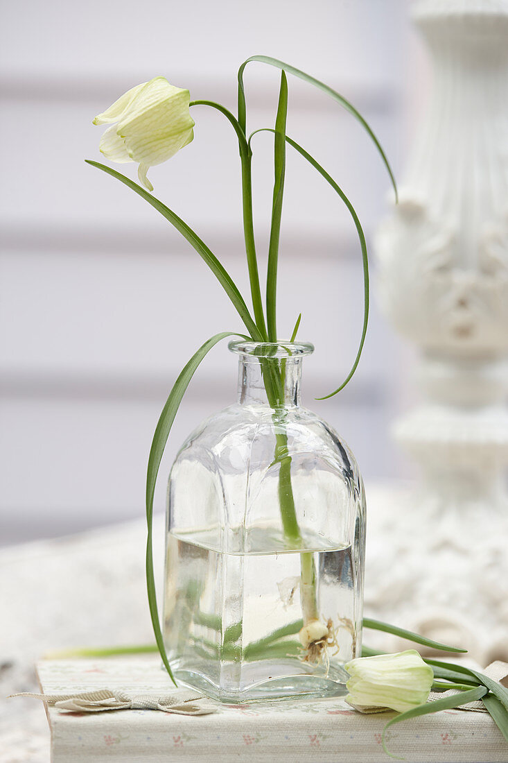 Einzelne Blüte von Fritillaria meleagris 'Alba' in Glasflasche