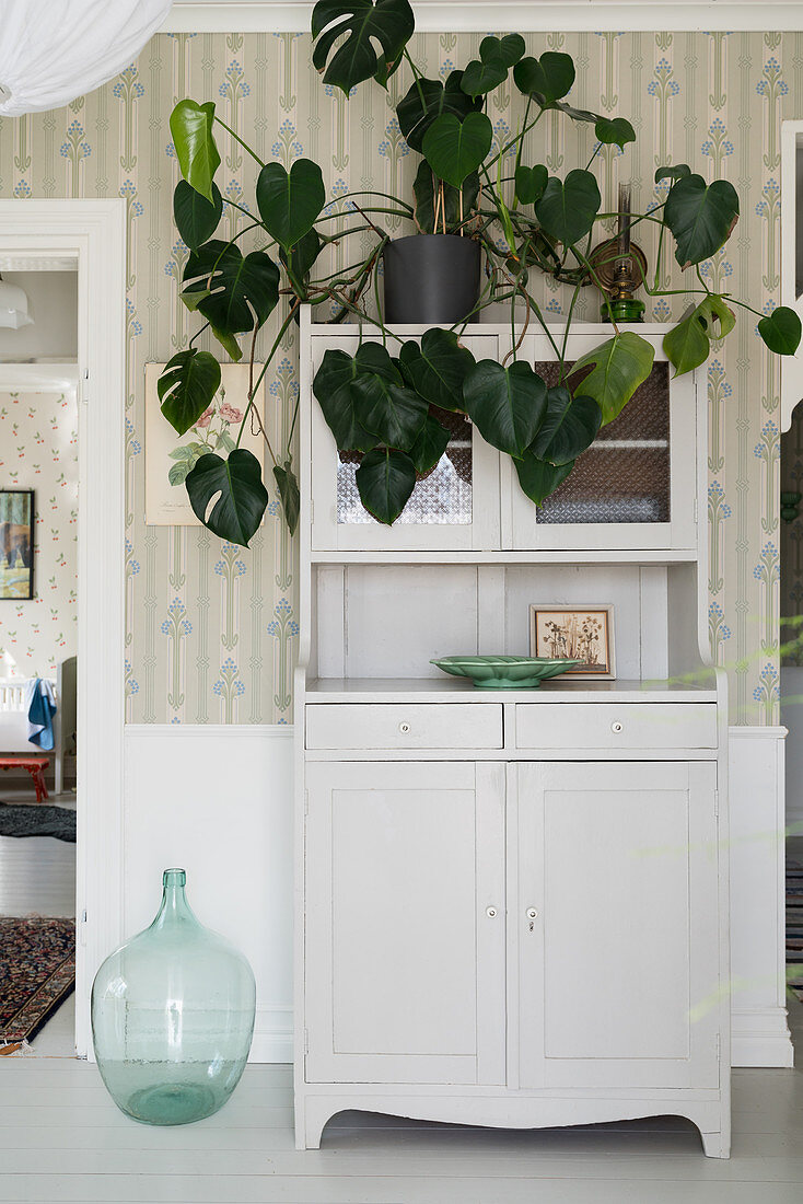 Swiss cheese plant on top of old dresser in hallway with vintage-style wallpaper