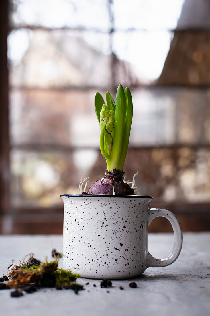 Hyacinth in a cup