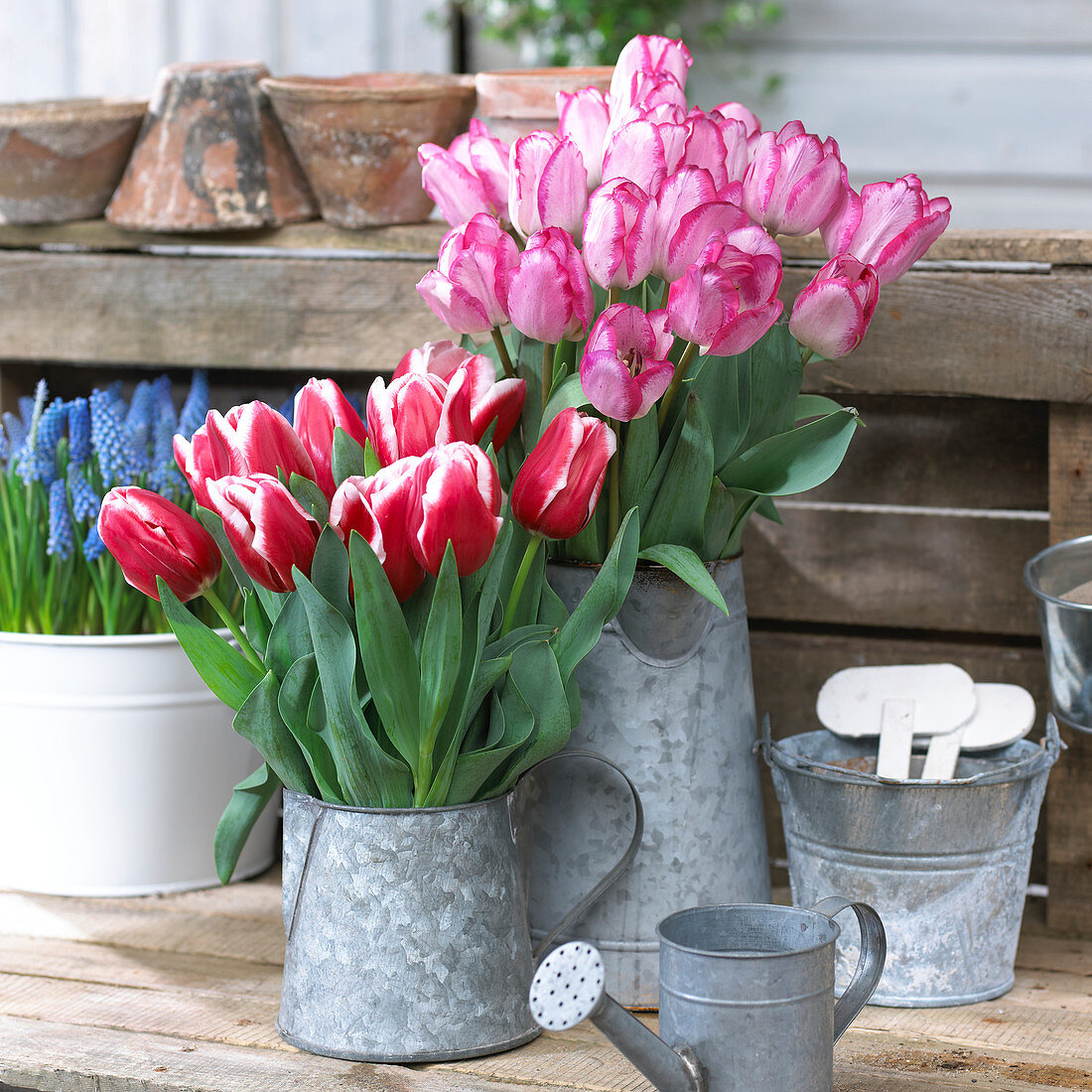 Tulips in waterings cans