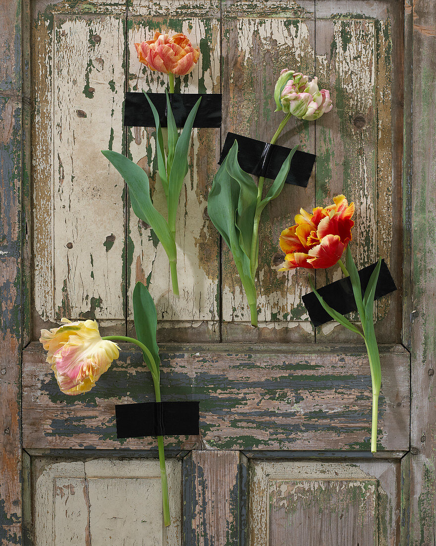 Tulpen - Blüten an Türe