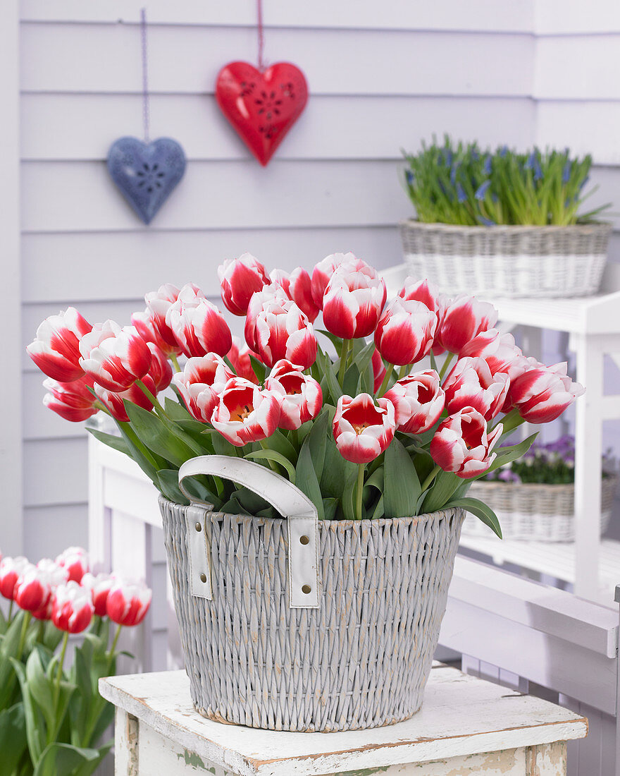 Tulipa 'Dutch Design'