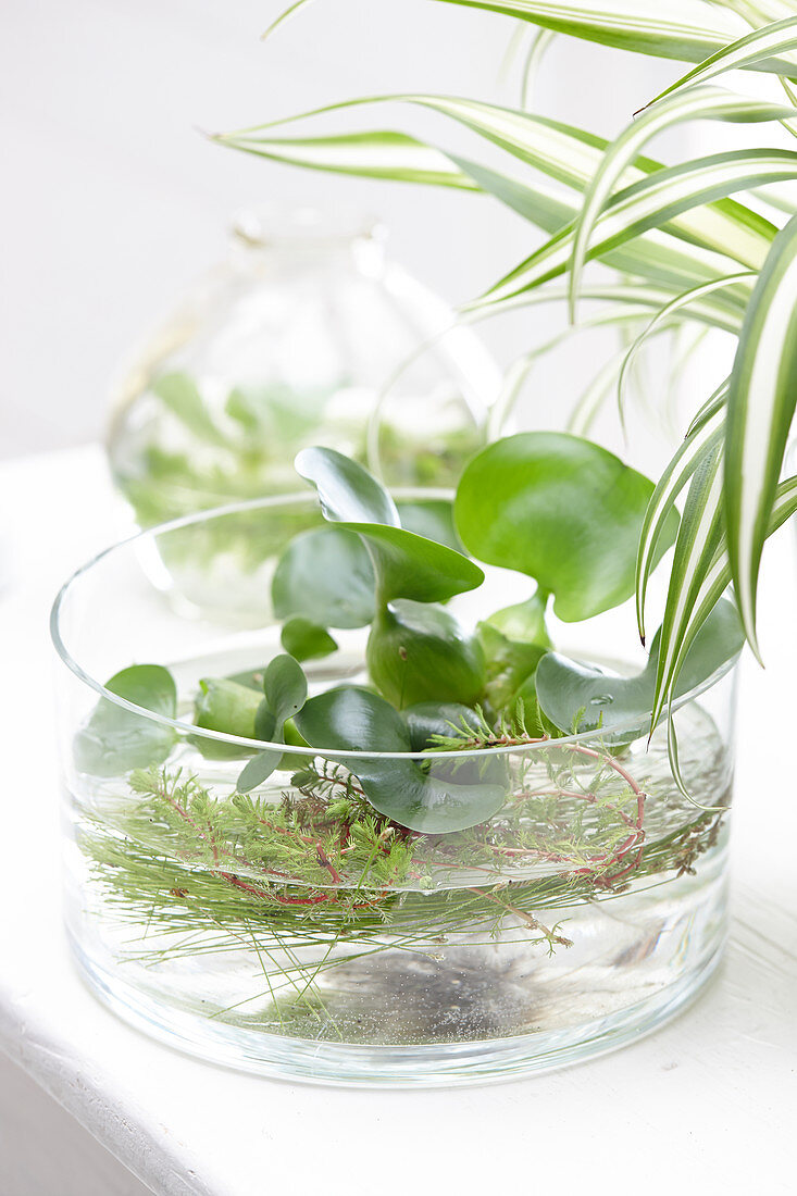 Wasserpflanzen: Eichhornia crassipes