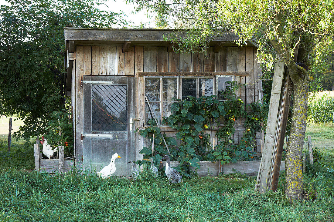 Laufenten und Hühner vor einem rustikalen Gartenhaus