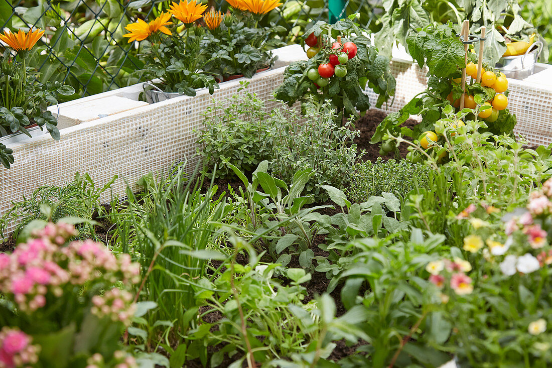 Fresh herbs, tomatoes and flowers growing in DIY raised bed