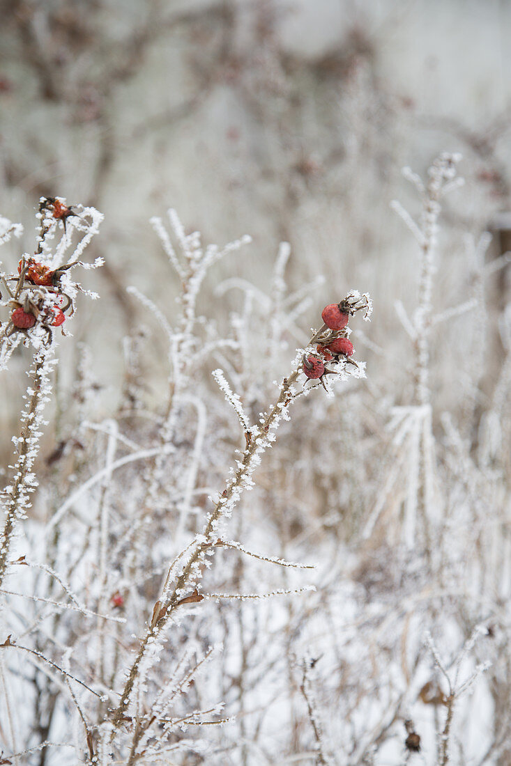 Branches of rose hips covered in hoarfrost in wintry garden
