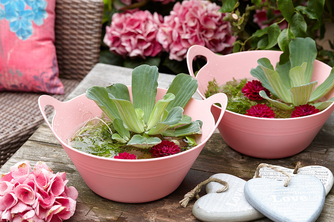 Wassersalat und Dahlienblüten in rosafarbenen Plastikschalen