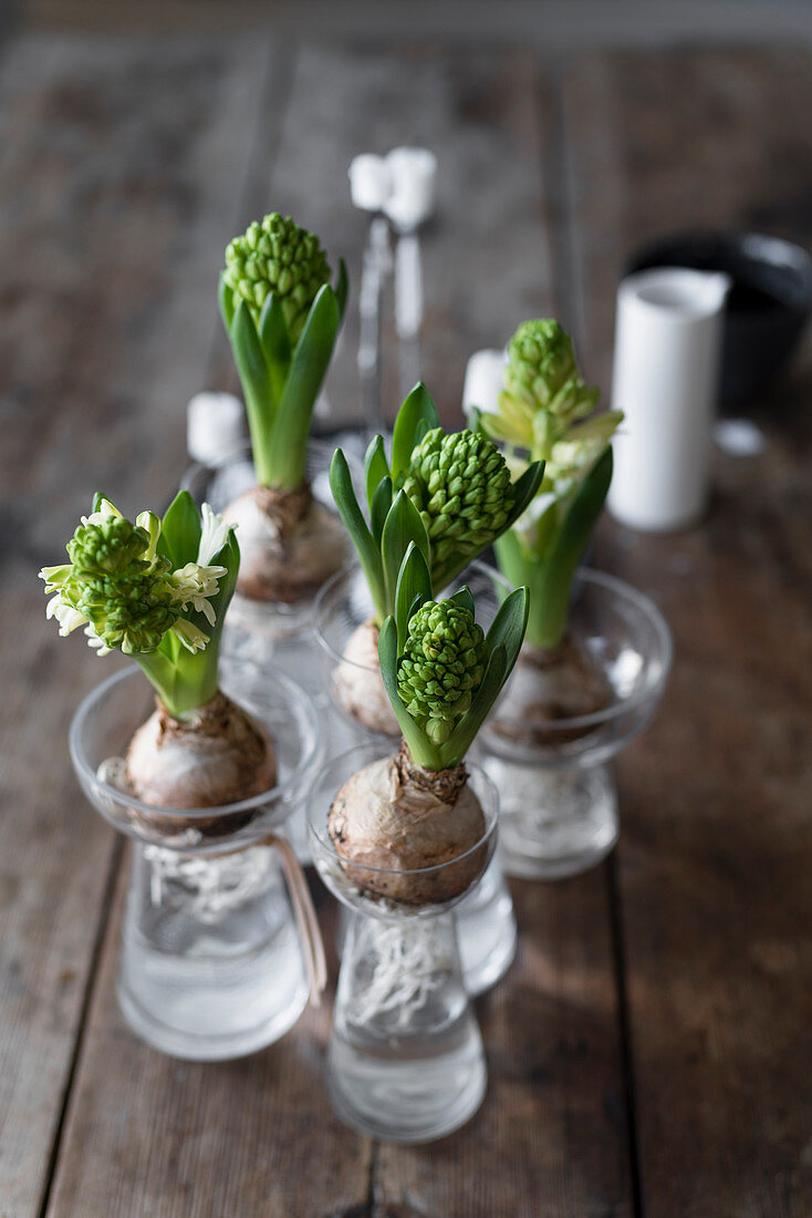 Hyacinths in bulb vases on wooden table