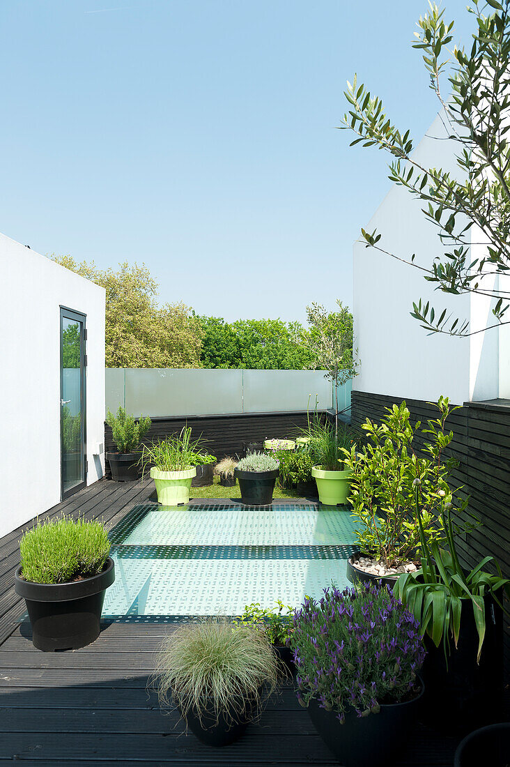 Potted plants on modern roof terrace