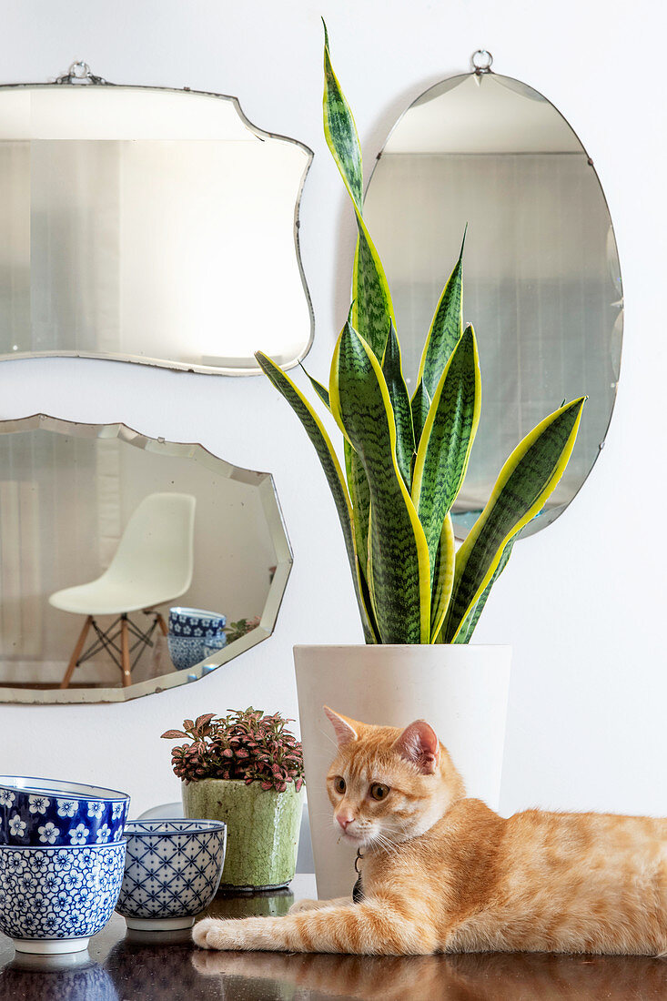 Katze vor Sansevieria auf Tisch, im Hintergrund verschiedene Wandspiegel