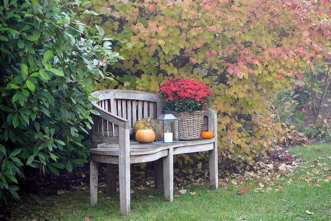 Gartenbank im November, dekoriert mit Kürbissen, Laterne und Herbstastern