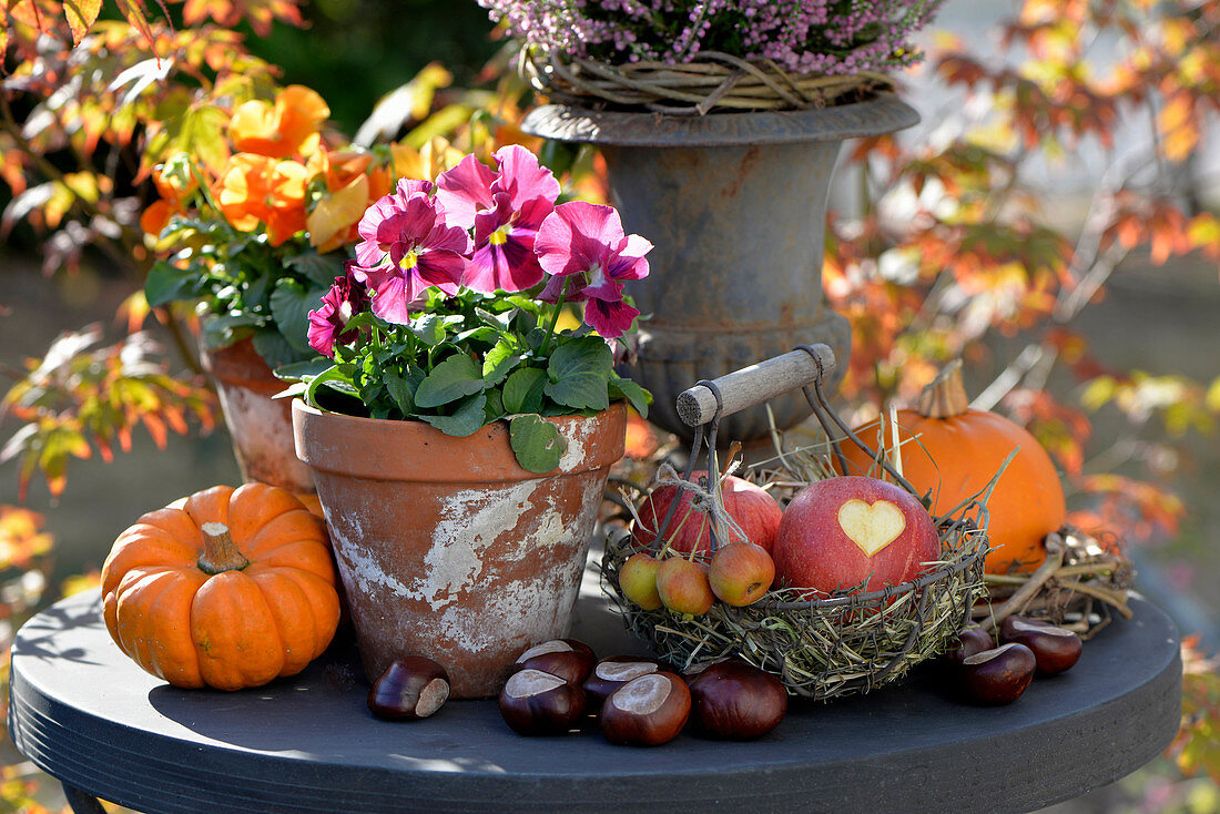 Autumn arrangement with pansies, pumpkins and apples