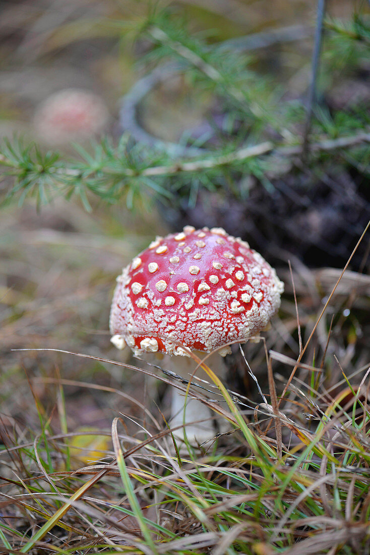 Fliegenpilz im Wald