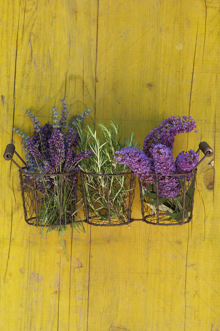 Lavendel, Rosmarin und Sommerflieder vor gelber Holzwand
