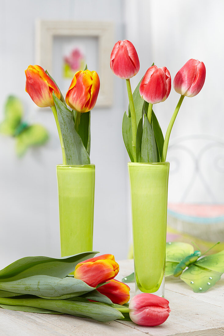 Tulipa 'MEL B88-24-1', 'MEL B0093-20-1'
