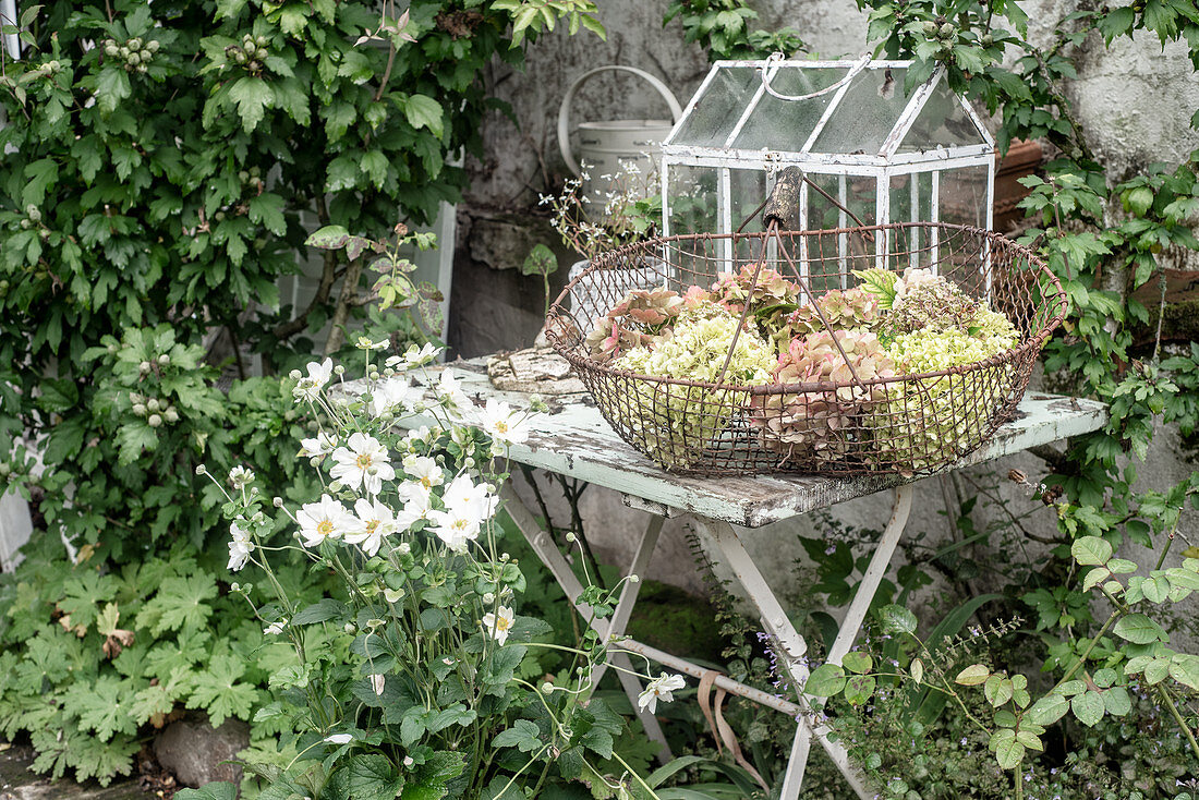 Wire basket of hydrangeas on shabby-chic garden table