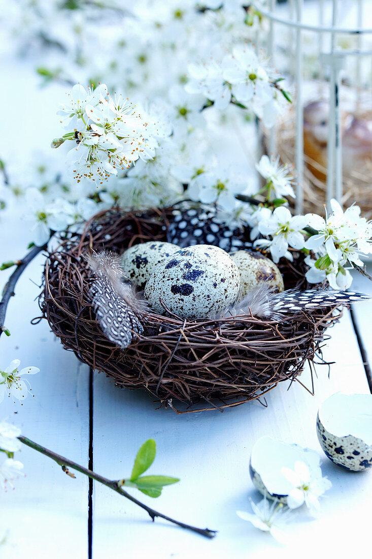 Quail eggs, feathers and twigs of mirabelle plum blossom in nest