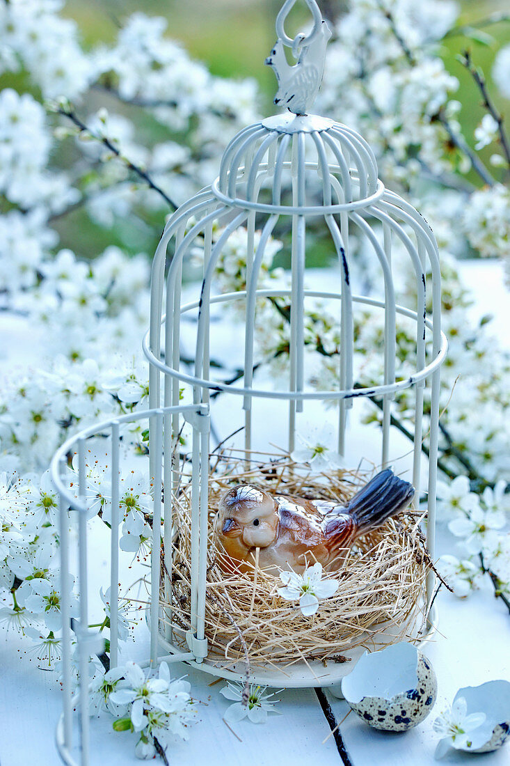 Branches of mirabelle plum blossom around bird ornament in bird cage