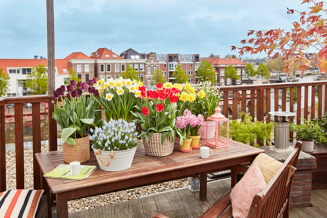 Topf - Arrangement mit Narzissen, Tulpen, Traubenhyazinthen und Hyazinthen auf Dachterrasse