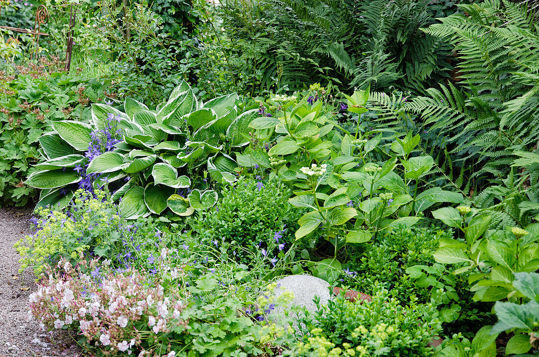 Perennial bed in the shade with hosta, hydrangea, boxwood, cranesbill and fern