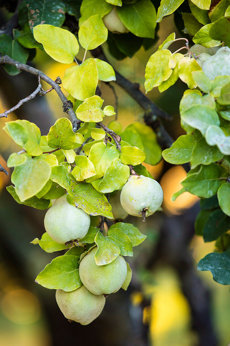 Green quinces on the tree