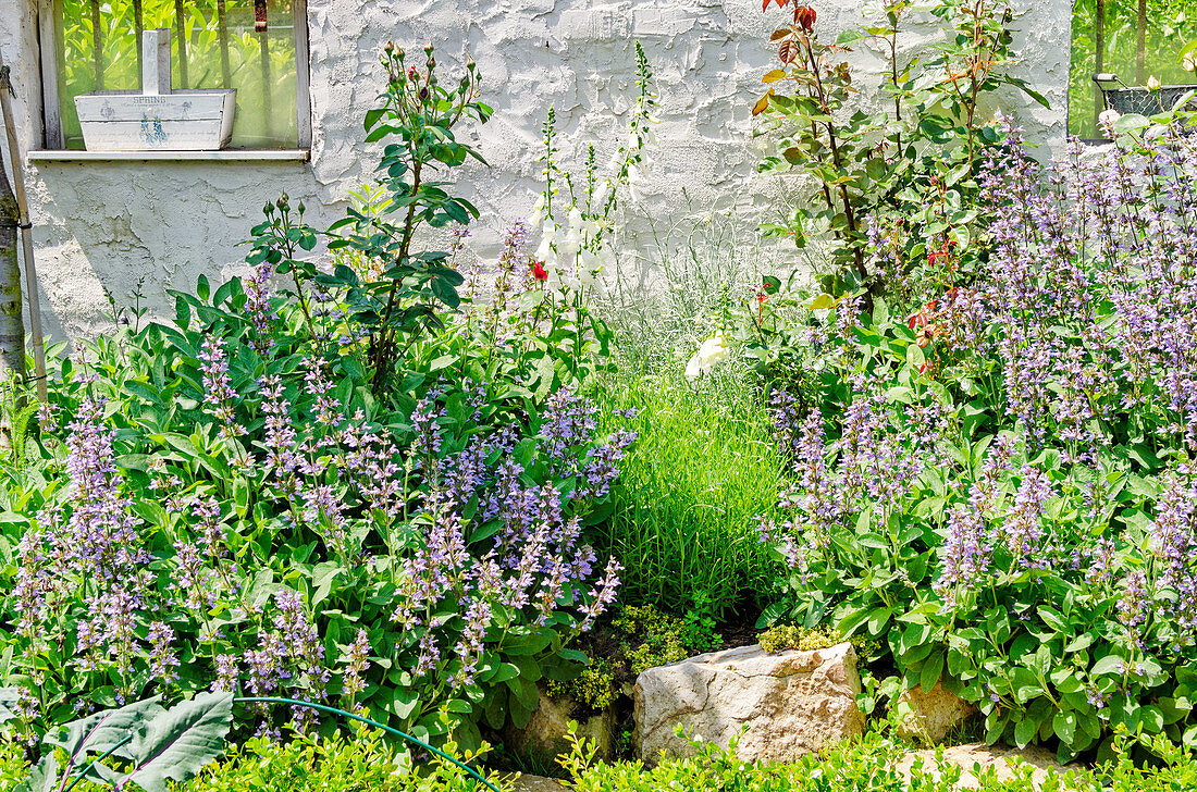 Flowering sage and white foxglove amongst stones in garden against old white outside wall